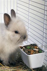 Portrait of a dwarf Rabbit eating of the granules in its cage