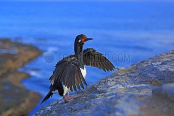 Rock shag opening wings on a rock - Falkland islands