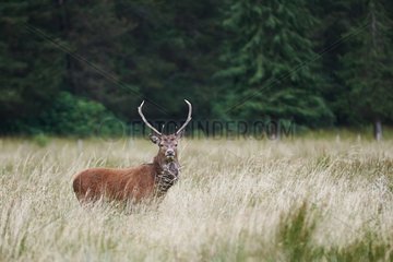 Male red deer near the forest - Isle of Skye Scotland UK