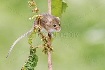 Harvest mouse on stem - UK