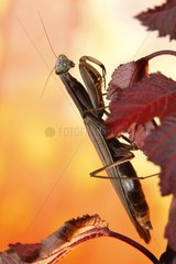 Praying Mantis on red leaf - Alsace France