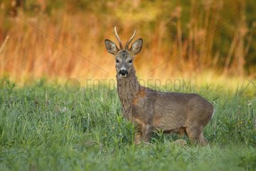 Male Roedeer in tall grass - Alsace France