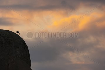 White Stork on granitic rocks - Los Barruecos NM Spain