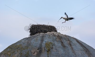 White Stork on granitic rock - Los Barruecos NM Spain