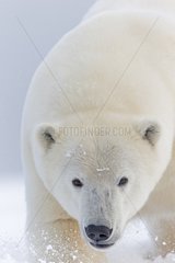 Portrait of Polar bear in snow - Barter Island Alaska