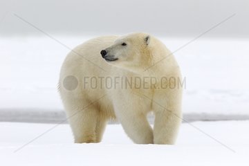 Polar bear in the snow - Barter Island Alaska