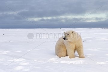 Polar bear sitting in snow - Barter Island Alaska
