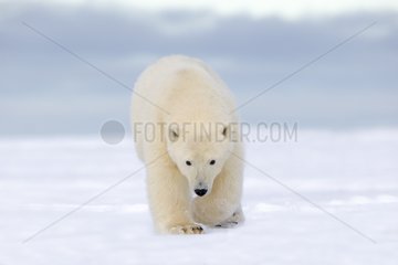 Polar bear walking in snow - Barter Island Alaska