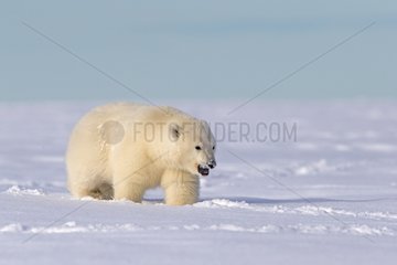 Polar bear walking in snow - Barter Island Alaska
