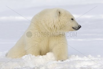 Polar bear lying in snow - Barter Island Alaska
