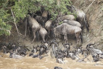 Wildebeests drowning while attempting to cross the Mara