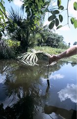 Scientist conducting a survey in the Kaw swamp French Guiana