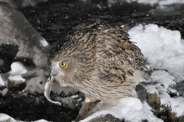 Blakiston's Eagle-Owl fishing in a frozen river Japan