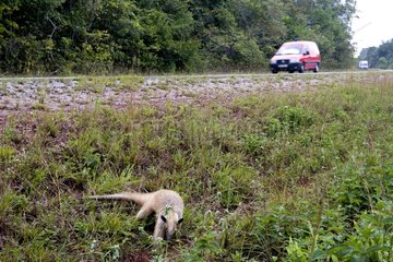 Southern Tamandua in edge of a road of French Guiana
