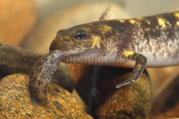 Larva of speckled salamander eating an other smaller