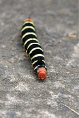 Caterpillar on the sand in Martinique Island