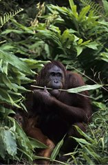 Female orang-utang eating leaves in Natural Parc of Borneo