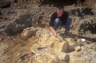 Extraction of a bone fossilized by paleontologists