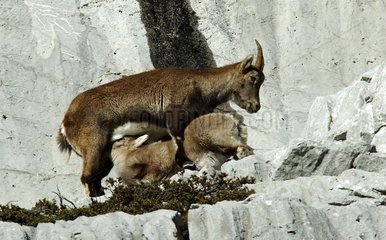 Female and small of Ibex on the cliff Haute-Savoie