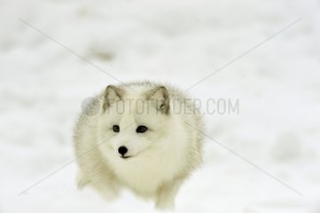 Arktischer Fuchs im Schnee