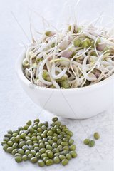 Germinated mung beans in a bowl