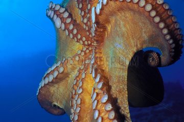 Tentacles of a Common Octopus swimming Mediterranean Sea