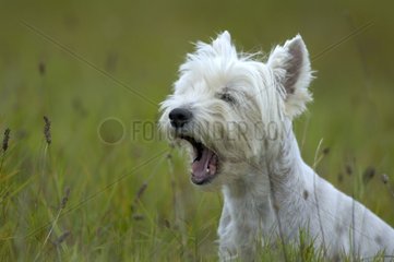 Westhighland White Terrier auf einer Wiese