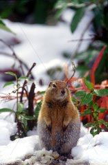 Arctic Ground Squirrel in snow Denali Alaska USA