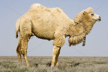 Chameau de Bactriane dans la steppe de l'ouest du Kazakhstan