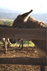 Portrait of Donkey behind a wooden fence France