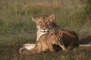 Lioness and lion cub in the reserve of Masaï Mara Kenya