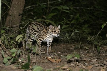 Margay walking in undergrowth of tropical forest Belize