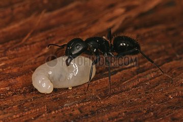 Ant transporting a larva Sieuras Ariège France