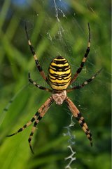 Wasp spider on its web France