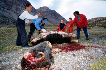 Dépeçage d'un Boeuf musqué à Sydkap Groenland