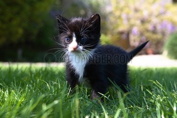 Kitten on a lawn of garden
