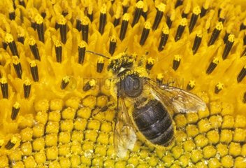 Abeille à miel couverte de pollen butinant une fleur jaune