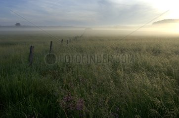 Prairie à l'aube avant la fenaison dans les Vosges France