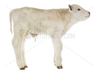 Portrait of a newborn Charolais calf in the studio
