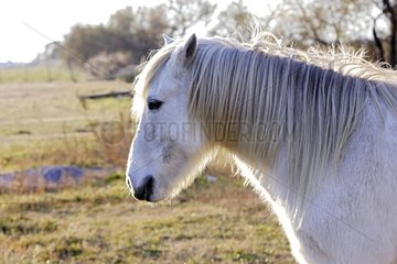 PortrÃ¤t eines Pferdes Camarguais