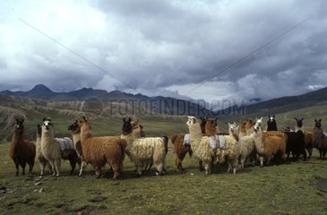 Cardillière Lamas Caravan aus Cochabamba Bolivien