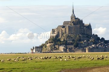 Schafe und Mont Saint-Michel Normandie Frankreich