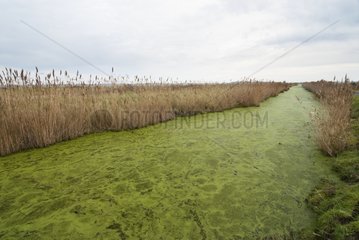 Channel in the swamp - Charente-Maritime France