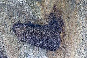 Honeycomb in the shade of a rock - Bera Rajasthan India