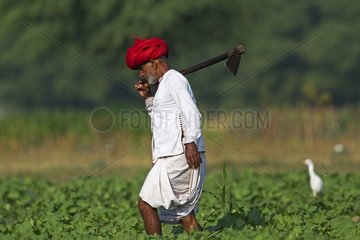 Peasant in a field - Bera Rajasthan India