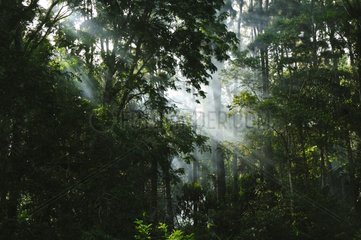 Forêt des Malgaches in French Guiana
