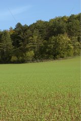 Semis de céréales en automne dans la Nièvre