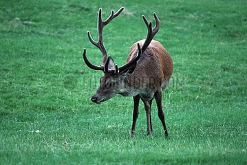 Red deer grazing Eastnor Castle UK
