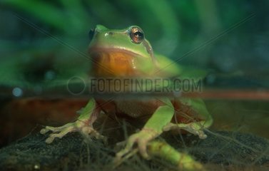 Male Tree Frog getting its head out of water Spain