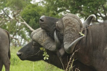 Cape buffalo portrait South Africa